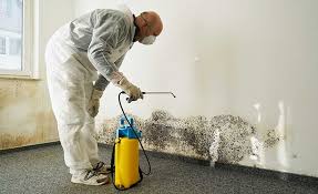 Best Attic Mold Removal  in Bayside Gardens, OR